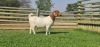 LOT 8 1X BOER GOAT OOI/EWE - STUD - SHONGOLOLO BOERBOKSTOET