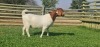 LOT 8 1X BOER GOAT OOI/EWE - STUD - SHONGOLOLO BOERBOKSTOET - 2