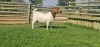 LOT 8 1X BOER GOAT OOI/EWE - STUD - SHONGOLOLO BOERBOKSTOET - 3