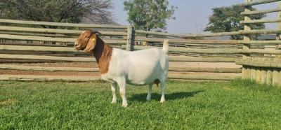 LOT 67 1X BOER GOAT OOI/EWE - STUD - SHONGOLOLO BOERBOKSTOET