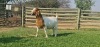 LOT 68 1X BOER GOAT OOI/EWE - STUD - SHONGOLOLO BOERBOKSTOET