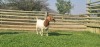 LOT 69 1X BOER GOAT OOI/EWE - PS - SHONGOLOLO BOERBOKSTOET