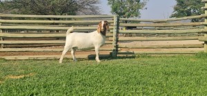 LOT 118 1X BOER GOAT OOI/EWE - STUD - SHONGOLOLO BOERBOKSTOET