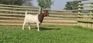 LOT 119 1X BOER GOAT OOI/EWE - PS - SHONGOLOLO BOERBOKSTOET