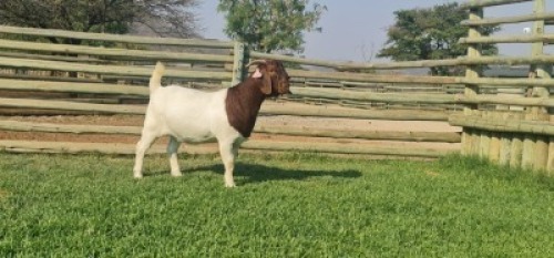 LOT 119 1X BOER GOAT OOI/EWE - PS - SHONGOLOLO BOERBOKSTOET