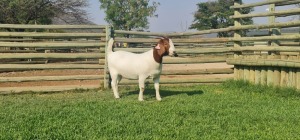 LOT 120 1X BOER GOAT OOI/EWE - STUD - SHONGOLOLO BOERBOKSTOET