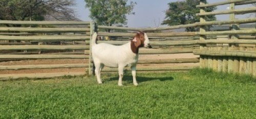 LOT 120 1X BOER GOAT OOI/EWE - STUD - SHONGOLOLO BOERBOKSTOET
