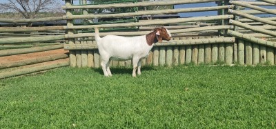 LOT 70 1X BOER GOAT OOI/EWE - STUD - SHONGOLOLO BOERBOKSTOET