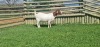 LOT 70 1X BOER GOAT OOI/EWE - STUD - SHONGOLOLO BOERBOKSTOET - 2