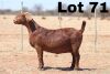 ONTTREK - LOT 71 1X KALAHARI RED OOI/EWE - STUD - ANTON & RIKUS BOTHMA - 2