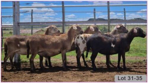 LOT 34G 1X MEATMASTER OOI/EWE - DRAGTIG