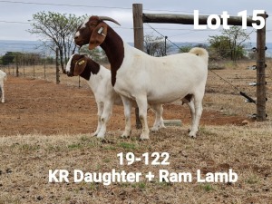 LOT 15 1+1X BOER GOAT OOI/EWE - STUD - KLEIN BEGIN BOERBOKSTOET