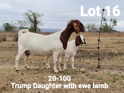 LOT 16 1+1X BOER GOAT OOI/EWE - STUD - KLEIN BEGIN BOERBOKSTOET