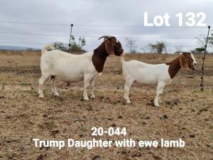 LOT 132 1+1X BOER GOAT OOI/EWE - STUD - KLEIN BEGIN BOERBOKSTOET