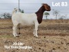 LOT 83 1X BOER GOAT OOI/EWE - STUD - KLEIN BEGIN BOERBOKSTOET