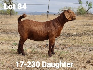 LOT 84 1X BOER GOAT OOI/EWE - STUD - KLEIN BEGIN BOERBOKSTOET