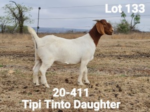 LOT 133 1X BOER GOAT OOI/EWE - STUD - KLEIN BEGIN BOERBOKSTOET