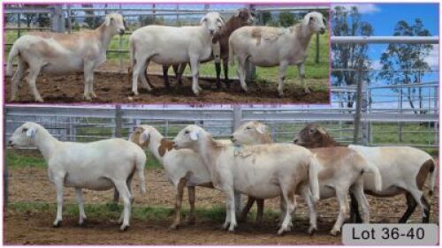LOT 39H 1X MEATMASTER OOI/EWE - DRAGTIG