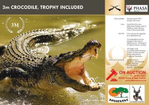 LOT 12 3m Crocodile Hunt with Pamaenons & Trophy work