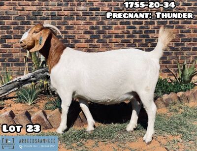 LOT 23 1X BOER GOAT OOI/EWE - STUD - ARBEIDSAAMHEID BBS