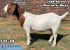 LOT 24 1X BOER GOAT OOI/EWE - STUD - ARBEIDSAAMHEID BBS