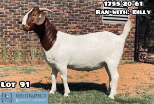 LOT 91 1X BOER GOAT OOI/EWE - STUD - ARBEIDSAAMHEID BBS