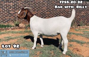 LOT 92 1X BOER GOAT OOI/EWE - STUD - ARBEIDSAAMHEID BBS