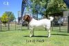 LOT 22 1X BOER GOAT BUCK - FLOCK - JOUBERT HORN BOER GOAT STUD