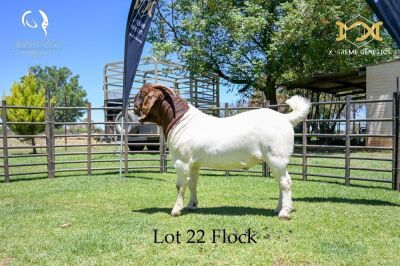 LOT 22 1X BOER GOAT BUCK - FLOCK - JOUBERT HORN BOER GOAT STUD