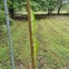 LOT 42 - Panama rare game viewing opportunity. 2 Night full room & board for 2 people in Chiriqui Province,