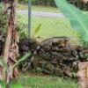 LOT 42 - Panama rare game viewing opportunity. 2 Night full room & board for 2 people in Chiriqui Province, - 2