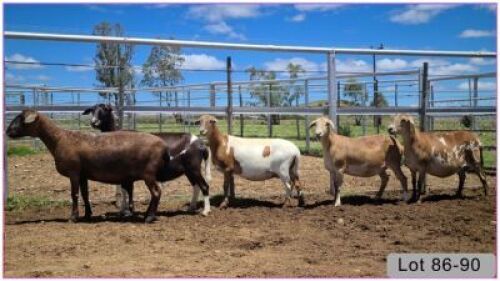LOT 90T 1X MEATMASTER OOI/EWE - DRAGTIG