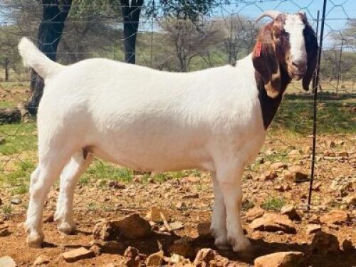 LOT 100 1X BOER GOAT OOI/EWE - STUD - SCHOONHEID BOERBOKSTOET
