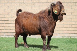 LOT 1 1X KALAHARI RED RAM