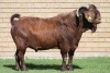 LOT 1 1X KALAHARI RED RAM - 4