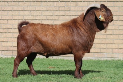 LOT 2 1X KALAHARI RED RAM