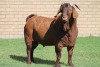 LOT 2 1X KALAHARI RED RAM - 5