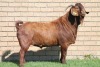 LOT 2 1X KALAHARI RED RAM - 6