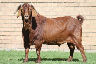 LOT 3 1X KALAHARI RED RAM