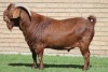 LOT 3 1X KALAHARI RED RAM - 3