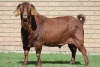 LOT 3 1X KALAHARI RED RAM - 4