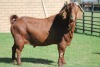 LOT 3 1X KALAHARI RED RAM - 5