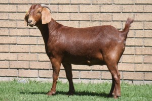 LOT 11 1X KALAHARI RED OOI/EWE