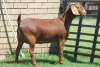 LOT 11 1X KALAHARI RED OOI/EWE - 2