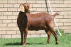 LOT 11 1X KALAHARI RED OOI/EWE - 3