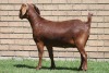 LOT 11 1X KALAHARI RED OOI/EWE - 4