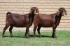 LOT 5 2X KALAHARI RED OOI/EWE (PER STUK OM LOT TE NEEM)