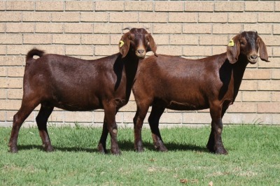 LOT 5 2X KALAHARI RED OOI/EWE (PER STUK OM LOT TE NEEM)