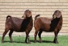 LOT 5 2X KALAHARI RED OOI/EWE (PER STUK OM LOT TE NEEM) - 2