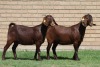 LOT 5 2X KALAHARI RED OOI/EWE (PER STUK OM LOT TE NEEM) - 3